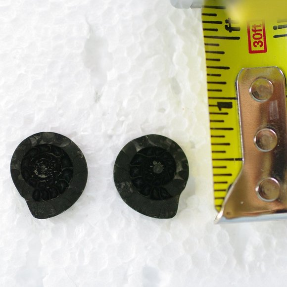 Black Fossil Post Earrings from Ireland - Picture 4 of 5